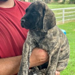 Puddin - Brindle female Mastiff puppy in Wewoka, Oklahoma from P Diamond Mastiffs