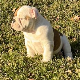 Bulldog Puppies from Moffitt Bulldogs