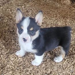 Humphrey - Black and tan male Pembroke Welsh Corgi puppy in Ethridge, Tennessee from Liberty Hill Farm