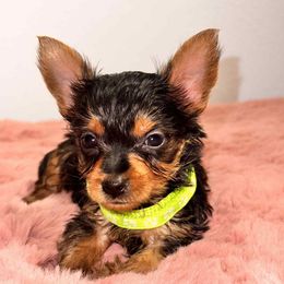 X Tiny Male 2 - Black and tan male Yorkshire Terrier puppy in Denver, Colorado from Melrey's paws