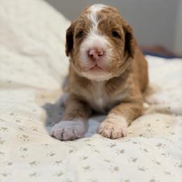 Skipper - Caramel red male Australian Labradoodle puppy in Alamo, Texas from QuiSal Labradoodles