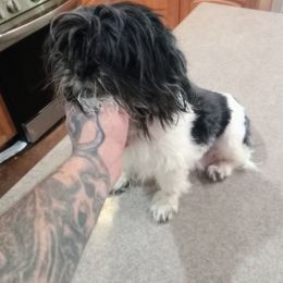 Lululemon - Shih Tzu