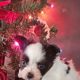 Boy 2 - White black and tan male Papillon puppy in Lineville, Alabama from TimberLane Papillon's