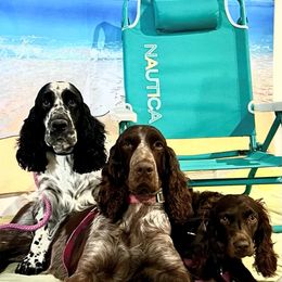 Boykin Spaniel and English Springer Spaniel Puppies from 31 Pines Springers & Retrievers