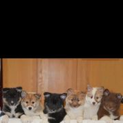 Icelandic Sheepdog Puppies from Tri-Star Icelandics