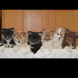Icelandic Sheepdog Puppies from Tri-Star Icelandics