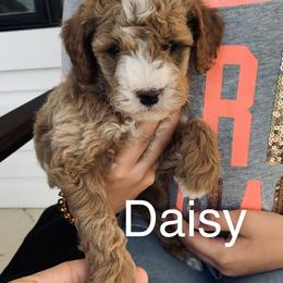 Goldendoodle Puppies from Martin’s Doodles