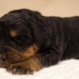 Sully - Tri-color male Bernedoodle puppy in Palmetto Bay, Florida from SOMIDOODLES