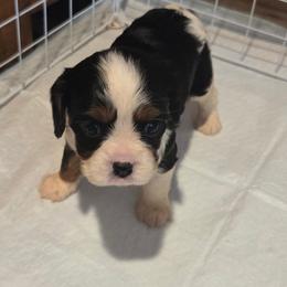 Macy - Tri-color female Cavalier King Charles Spaniel puppy in Charity, Missouri from Missouri. Cavaliers