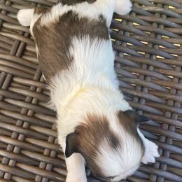 Shih Tzu Puppies from Willow Lane Shih Tzus