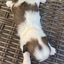 Shih Tzu Puppies from Willow Lane Shih Tzus