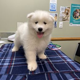 Samoyed Puppies from The Floof Brigade