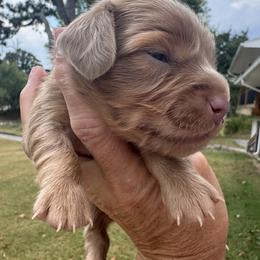 Praline - Fawn (isabella) and tan female Dachshund puppy in Bentonville, Arkansas from Boujee Buns Dachshunds