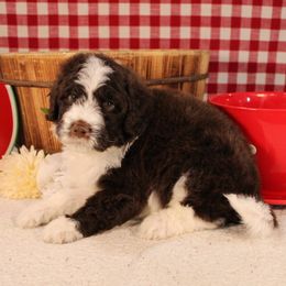 Skittles - Brown and white male Bernedoodle puppy in Peyton, Colorado from Peyton Doodles