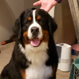 J.B. - Bernese Mountain Dog