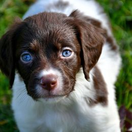 Puck - Liver and white male Brittany puppy in Hollidaysburg, Pennsylvania from Royal Flush Farms