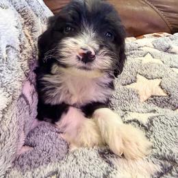 Sol - with training - Tri-color male Bernedoodle puppy in Boonville, North Carolina from Doods & Dolls