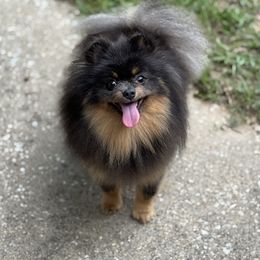 RIO - Pomeranian
