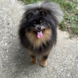 RIO - Pomeranian