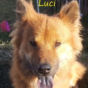 Luci - Eurasier