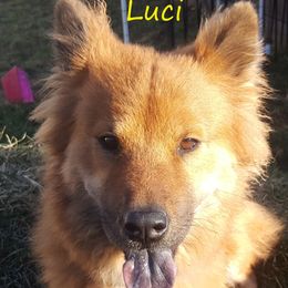 Luci - Eurasier