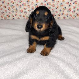 Hudson - Black and tan male Dachshund puppy in Mountain Grove, Missouri from Happy Hounds
