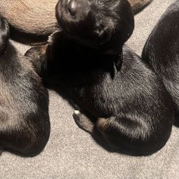 Afghan Hound Puppies from Kelli Kujawa