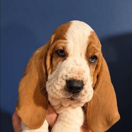 Cash - Red and white male Basset Hound puppy in Bellaire, Ohio from Blessed Bassets