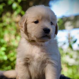 Miss Sunshine - Golden female Golden Retriever puppy in Mc Arthur, California from California Golden Love