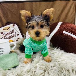 Snickers - Black and tan male Yorkshire Terrier puppy in Fairview, West Virginia from Prims Puppies LLC
