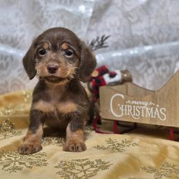 Dachshund puppies from Golden Acres Dachshunds