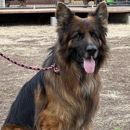 Ringo - German Shepherd