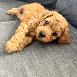 Pooh Bear - Red male Cavapoo puppy in Liberty Hill, Texas from Cuddlebug Cavapoos of Austin