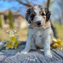 Ford - Blue merle male Aussiedoodle puppy in Vinemont, Alabama from Cotton Country Kennels