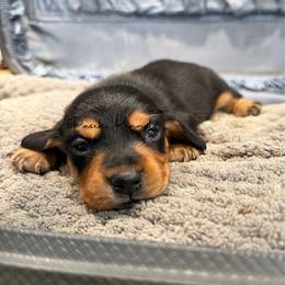 Spark - Black and tan male Dachshund puppy in Anderson, Alabama from Pasek Kennels