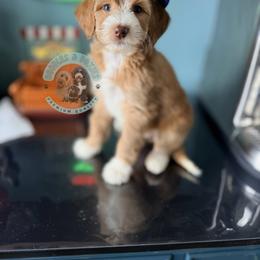 Gingerbread - White female Sheepadoodle puppy in Marion, Ohio from Doodles & Doxies