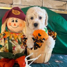 Emily - Cream female Cockapoo puppy in Holton, Indiana from MoonShine Babies / OZ