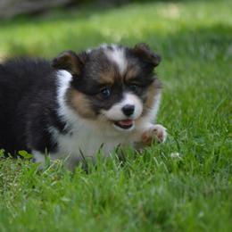 Pembroke Welsh Corgi Puppies from C&G Corgis
