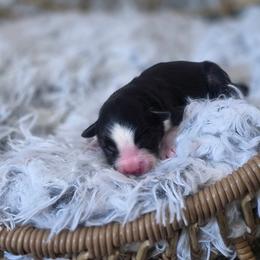 Girl 2 - Black tri female Miniature Australian Shepherd puppy in Killen, Alabama from Wilkers Wholehearted Mini Aussies