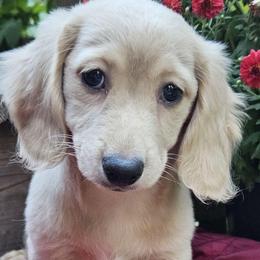 Alice - Cream female Dachshund puppy in Ovett, Mississippi from Anytime Dachshunds by D.B.
