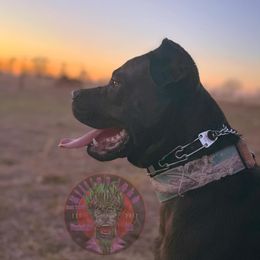 Morrigan - Cane Corso