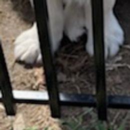 Golden Retrievers from P