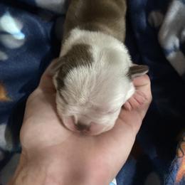 Girl pink - Brindle and white female Boston Terrier puppy in Taylorsville, North Carolina from Jessica's Boston Terriers
