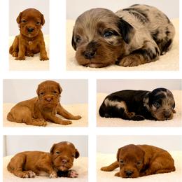 Cavapoo puppies from Dumaw Creeks Pups