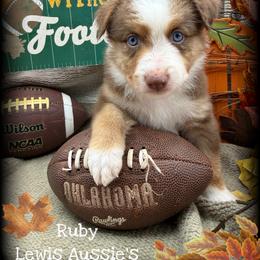 Ruby - Red tri-color female Australian Shepherd puppy in Purcell, Oklahoma from Lewis Aussie’s & Corgi’s