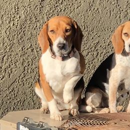 Cujo - Beagle