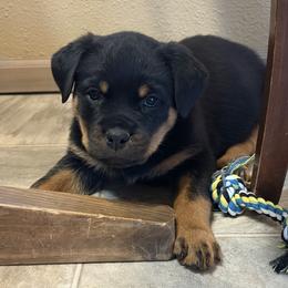 Girl 3 - Black and mahogany female Rottweiler puppy in Athol, Idaho from Vom Corvinus Haus Rottweilers