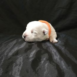 Finnigan- Orange - White male West Highland White Terrier puppy in Toronto, Ohio from Shekinah’s Mi-Kis & Cricket Hill’s Westies