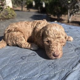 Harvest Rowan - Apricot male Poodle puppy in Corona, California from Garden Of Poodles