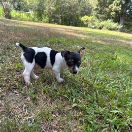 Twinkle little star - White and black male Teddy Roosevelt Terrier puppy in Denham Springs, Louisiana from K&B Menagerie Teddy Roosevelt Terriers